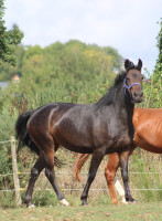 Vente de cheval : phila